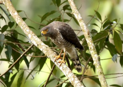 Roadside Hawk