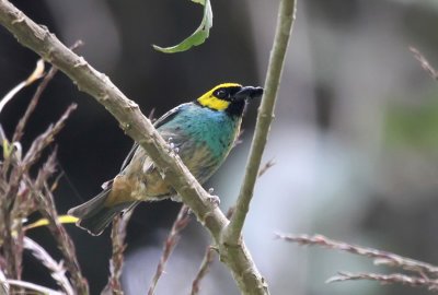 Saffron-crowned Tanager