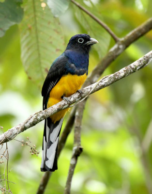 Green-backed Trogon