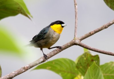 Yellow-throated Tanager