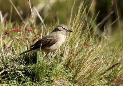 Spot-billed Ground-Tyrant