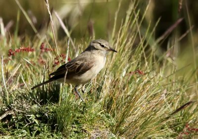 Spot-billed Ground-Tyrant