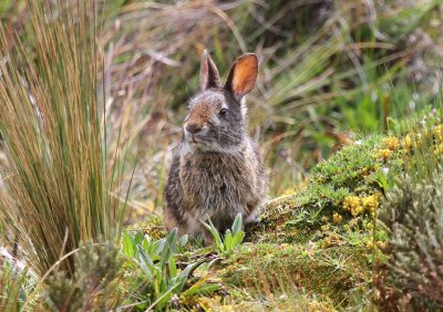 Andean Tapeti