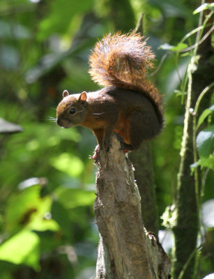 Western Red Squirrel