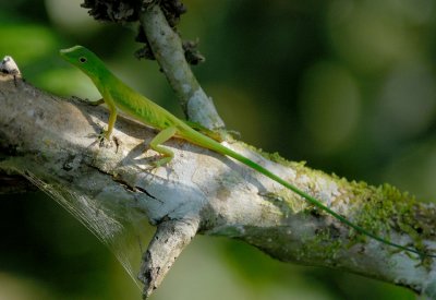 Parrot Anole