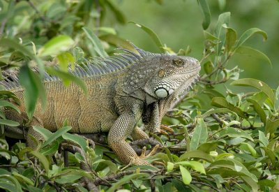 Green Iguana