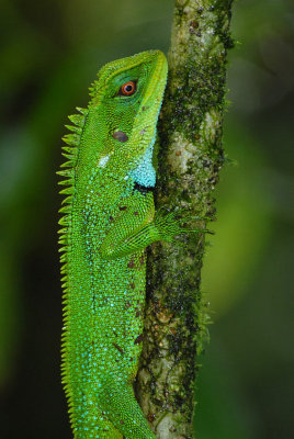 Alto Tambo Dwarf-Iguana