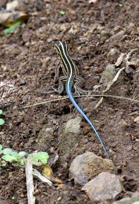 Seven-lined Whiptail 