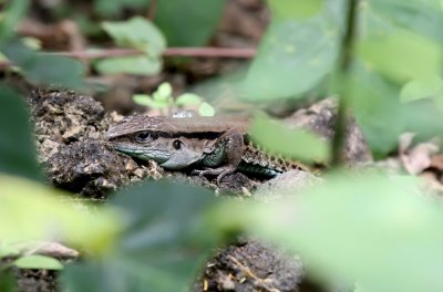 Seven-lined Whiptail