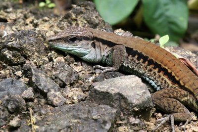 Seven-lined Whiptail