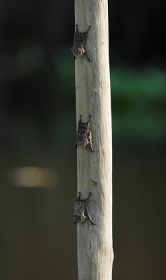 Long-nosed Bat