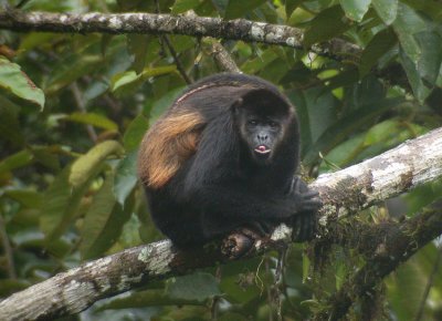 Mantled Howler Monkey