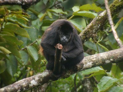 Mantled Howler Monkey