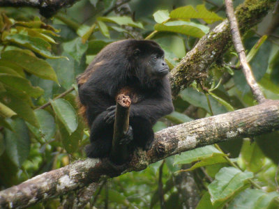 Mantled Howler Monkey