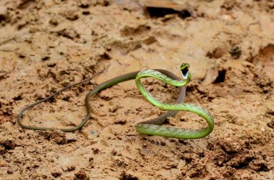 Oxybelis brevirostris