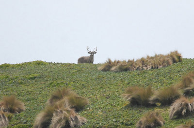 White-tailed Deer