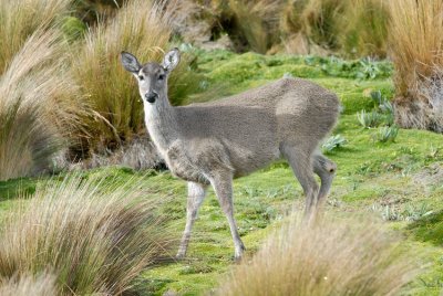 White-tailed Deer