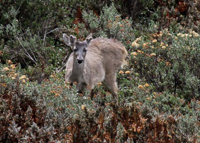 White-tailed Deer