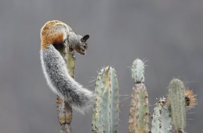Guayaquil Squirrel