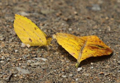 Eurema reticulata