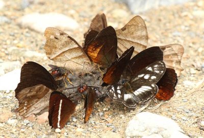 Butterflies San-Isidro