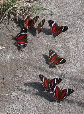 Anartia amathea