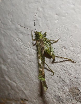 Grasshopper Mindo