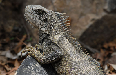 Green Iguana