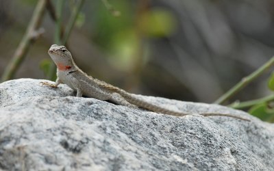 Lizard sp