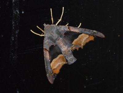 Moth Tandayapa