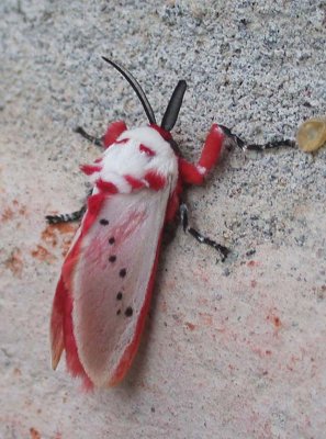 Moth Milpe