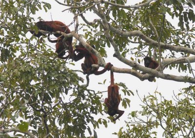 Red Howler Monkey