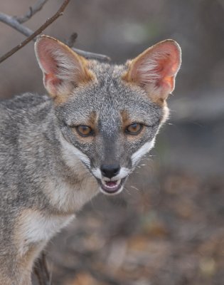 Sechuran Fox