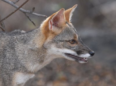 Sechuran Fox