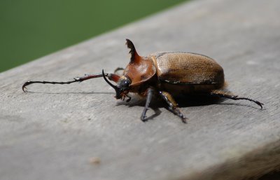 Scarabaeidae sp