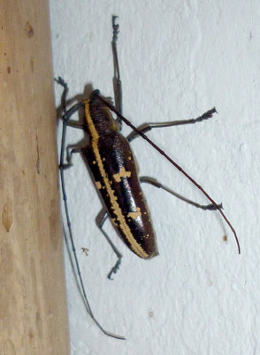 Cerambycidae sp