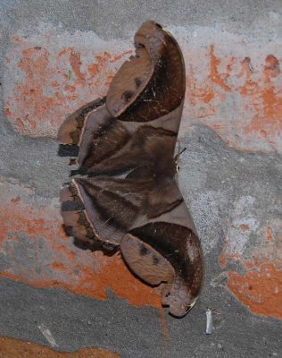 Moth Milpe