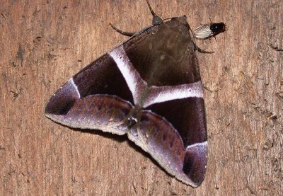 Moth Canande