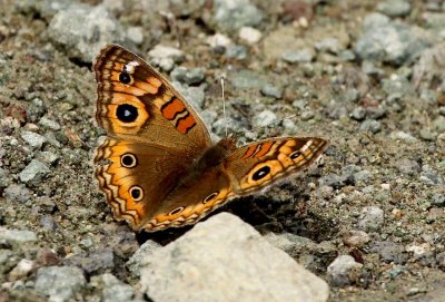 Junonia evarete