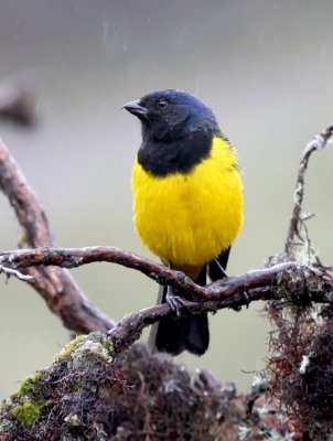 Black-chested Mountain-Tanager