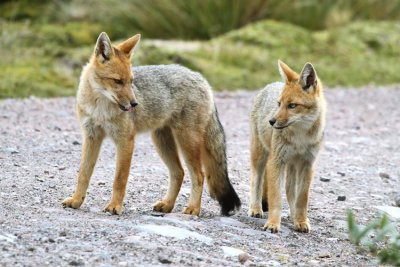 Culpeo Fox