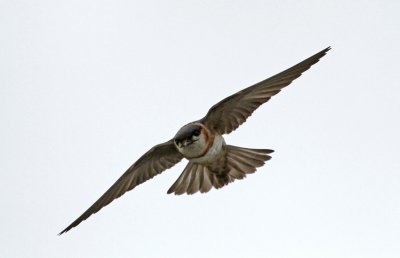 Chestnut-collared Swallow