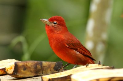 Tooth-billed Tanager