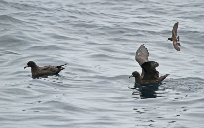 Parkinson's Petrel