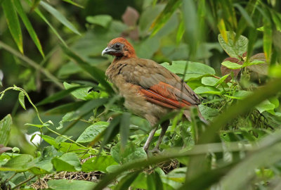 Rufous-headed Chachalaca