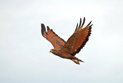 Savanna Hawk