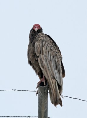 Turkey Vulture