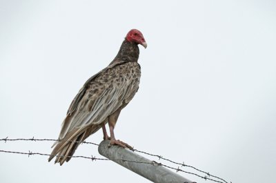 Turkey Vulture