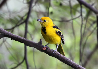 Yellow-tailed Oriole