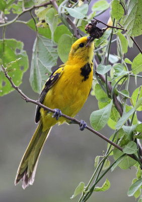 Yellow-tailed Oriole